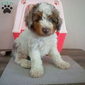 Daisy, Miniature Poodle Puppy